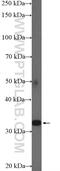 Tetraspanin 32 antibody, 20320-1-AP, Proteintech Group, Western Blot image 