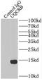 Ubiquinol-Cytochrome C Reductase Binding Protein antibody, FNab09279, FineTest, Immunoprecipitation image 