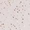 Protein Phosphatase 1 Regulatory Subunit 10 antibody, NBP2-38565, Novus Biologicals, Immunohistochemistry frozen image 