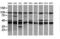Mitogen-Activated Protein Kinase Kinase 1 antibody, LS-C337959, Lifespan Biosciences, Western Blot image 