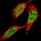 Zinc Finger And SCAN Domain Containing 20 antibody, NBP1-87830, Novus Biologicals, Immunofluorescence image 