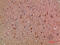 Cardiotrophin Like Cytokine Factor 1 antibody, STJ98777, St John