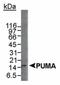 BCL2 Binding Component 3 antibody, NB500-261, Novus Biologicals, Western Blot image 