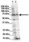 WW Domain Binding Protein 11 antibody, GTX46466, GeneTex, Western Blot image 