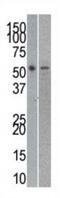 RuvB Like AAA ATPase 2 antibody, abx025092, Abbexa, Western Blot image 