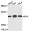 BAX antibody, LS-C332009, Lifespan Biosciences, Western Blot image 