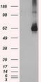 Guanylate Binding Protein 2 antibody, LS-C799277, Lifespan Biosciences, Western Blot image 