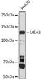 MutS Homolog 3 antibody, GTX32728, GeneTex, Western Blot image 