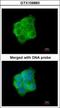 Keratin 13 antibody, GTX109883, GeneTex, Immunocytochemistry image 
