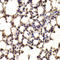 Basic Helix-Loop-Helix Family Member E40 antibody, LS-C334780, Lifespan Biosciences, Immunohistochemistry paraffin image 