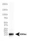 Histone Cluster 2 H3 Family Member D antibody, NB21-1074, Novus Biologicals, Western Blot image 