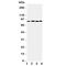 Prospero Homeobox 1 antibody, R31353, NSJ Bioreagents, Western Blot image 