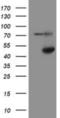 Alcohol Dehydrogenase 7 (Class IV), Mu Or Sigma Polypeptide antibody, NBP2-03741, Novus Biologicals, Western Blot image 