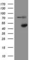 Adh-3 antibody, NBP2-03741, Novus Biologicals, Western Blot image 