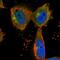 Kelch Like Family Member 20 antibody, NBP1-81559, Novus Biologicals, Immunofluorescence image 