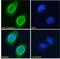 Chymase 1 antibody, 42-759, ProSci, Enzyme Linked Immunosorbent Assay image 