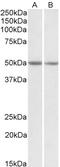 NIPBL Cohesin Loading Factor antibody, 43-145, ProSci, Immunofluorescence image 