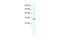 Cyclin D3 antibody, 31-037, ProSci, Western Blot image 