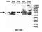 Zinc Finger Protein 701 antibody, orb78230, Biorbyt, Western Blot image 
