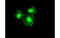 Transmembrane protein 100 antibody, MBS832616, MyBioSource, Immunofluorescence image 