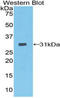 Serine Protease 12 antibody, LS-C296074, Lifespan Biosciences, Western Blot image 