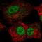 TEA Domain Transcription Factor 1 antibody, HPA057339, Atlas Antibodies, Immunocytochemistry image 
