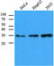 Carbonyl Reductase 1 antibody, MBS200199, MyBioSource, Western Blot image 