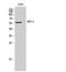 Tripartite Motif Containing 38 antibody, STJ95522, St John