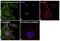 Actin Alpha 2, Smooth Muscle antibody, MA5-15805, Invitrogen Antibodies, Immunofluorescence image 