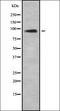 Star-PAP antibody, orb378435, Biorbyt, Western Blot image 