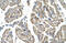 Solute carrier family 25 member 38 antibody, 29-932, ProSci, Immunohistochemistry frozen image 