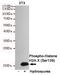 H2A Histone Family Member X antibody, STJ99253, St John