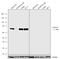 Forkhead Box O3 antibody, 701847, Invitrogen Antibodies, Western Blot image 