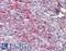 Fission, Mitochondrial 1 antibody, LS-B8740, Lifespan Biosciences, Immunohistochemistry paraffin image 