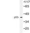 p53 antibody, LS-C176721, Lifespan Biosciences, Western Blot image 