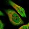 Zinc Finger And BTB Domain Containing 2 antibody, HPA023487, Atlas Antibodies, Immunofluorescence image 