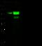 Keratin 7 antibody, GTX02384, GeneTex, Western Blot image 