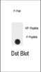 Sprouty RTK Signaling Antagonist 4 antibody, abx032040, Abbexa, Dot Blot image 