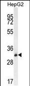 Olfactory Receptor Family 4 Subfamily K Member 5 antibody, PA5-48320, Invitrogen Antibodies, Western Blot image 