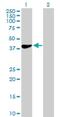 HemK Methyltransferase Family Member 1 antibody, H00051409-B01P, Novus Biologicals, Western Blot image 