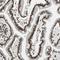 GATA Zinc Finger Domain Containing 2A antibody, NBP1-87359, Novus Biologicals, Immunohistochemistry frozen image 