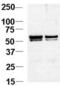 Nucleosome Assembly Protein 1 Like 1 antibody, PA5-11747, Invitrogen Antibodies, Western Blot image 