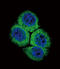 HAP1 antibody, 61-551, ProSci, Immunofluorescence image 