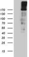 Epidermal Growth Factor antibody, M00378-1, Boster Biological Technology, Western Blot image 