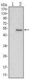 Polycomb protein SUZ12 antibody, NBP1-51686, Novus Biologicals, Western Blot image 