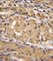 Interferon Regulatory Factor 9 antibody, 56-092, ProSci, Immunohistochemistry frozen image 