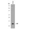 Macrophage Migration Inhibitory Factor antibody, MAB19781, R&D Systems, Western Blot image 