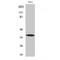 Annexin A1 antibody, LS-C382041, Lifespan Biosciences, Western Blot image 