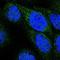 Glutaredoxin 5 antibody, NBP1-89897, Novus Biologicals, Immunofluorescence image 