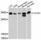 TatD DNase Domain Containing 1 antibody, abx126679, Abbexa, Western Blot image 